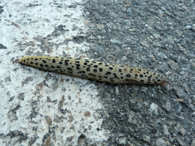 Limax subalpinus e L. monregalensis ? dal Piemonte